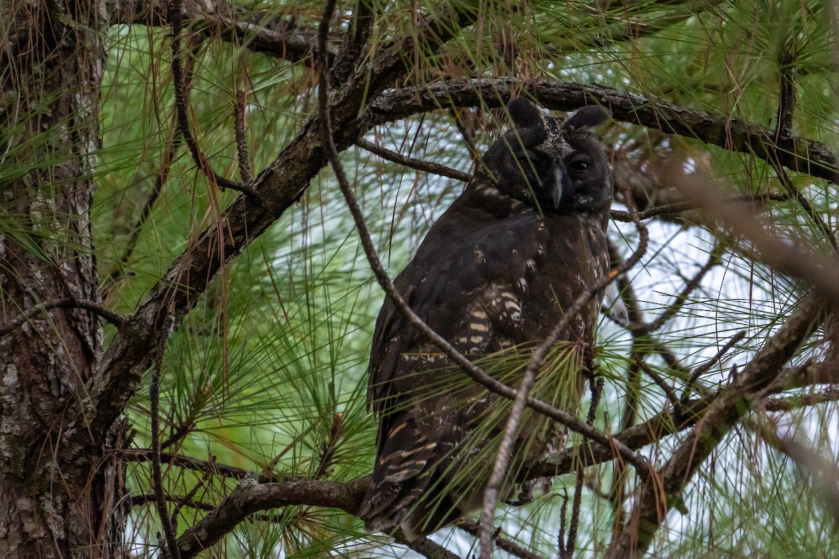 Stygian Owl - ML645404353