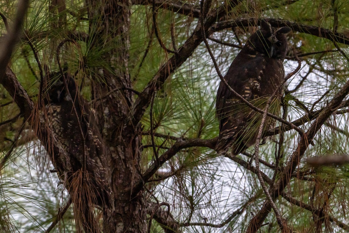 Stygian Owl - ML645404354