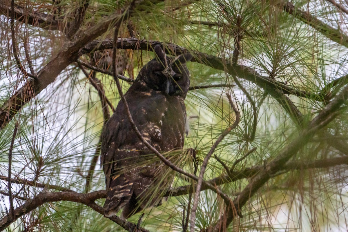 Stygian Owl - ML645404355