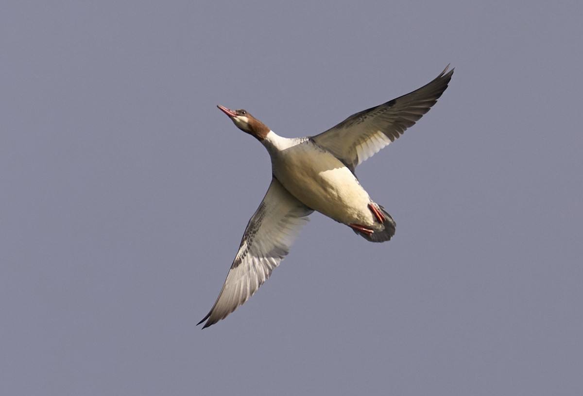 Common Merganser - ML645404361