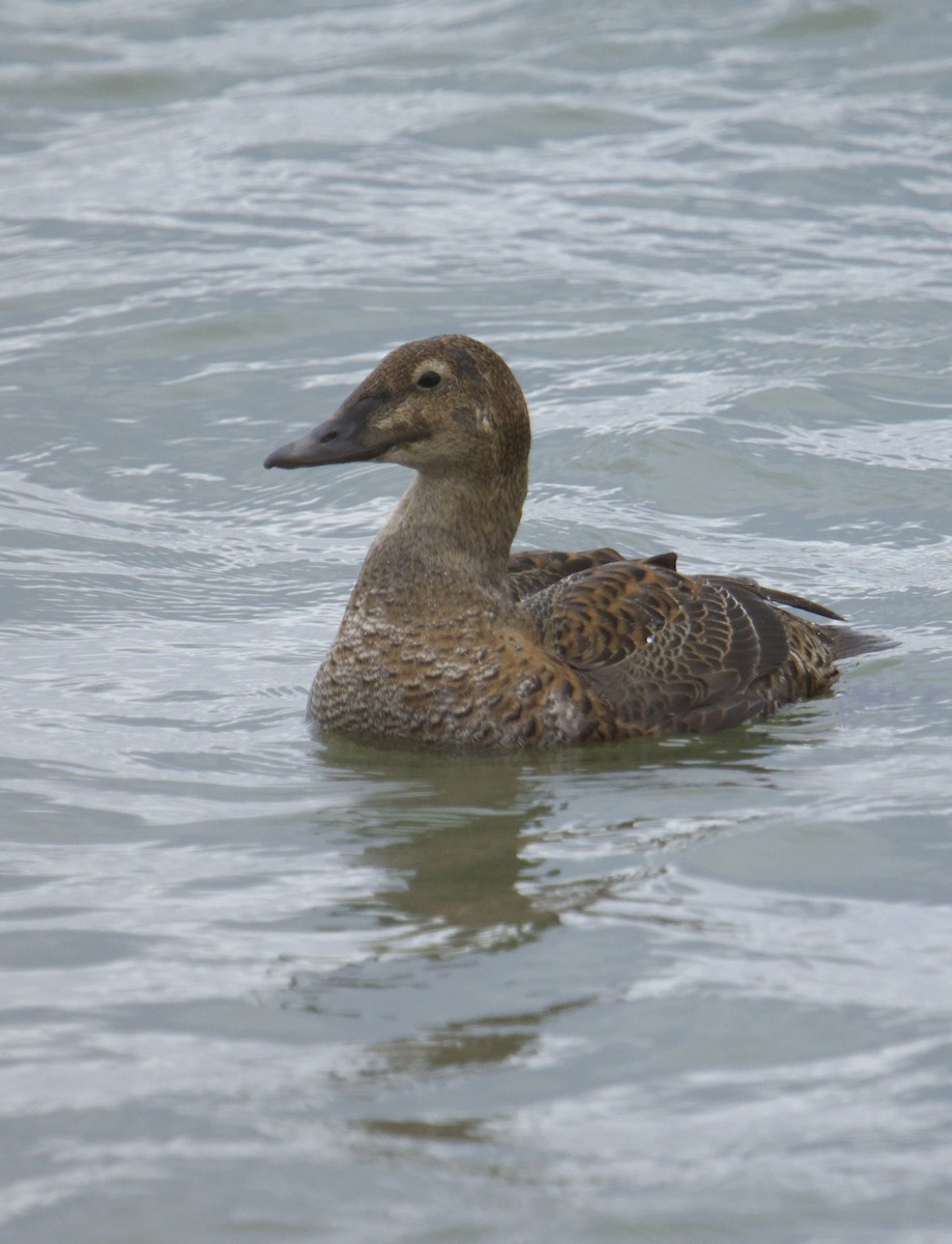 King Eider - ML645404368