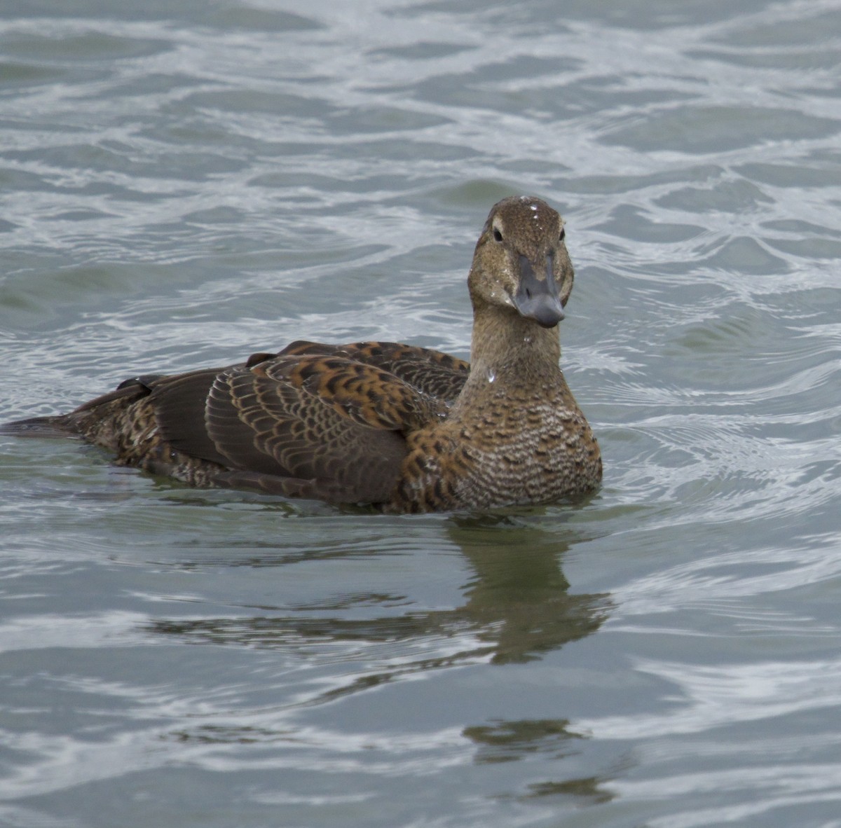 King Eider - ML645404369