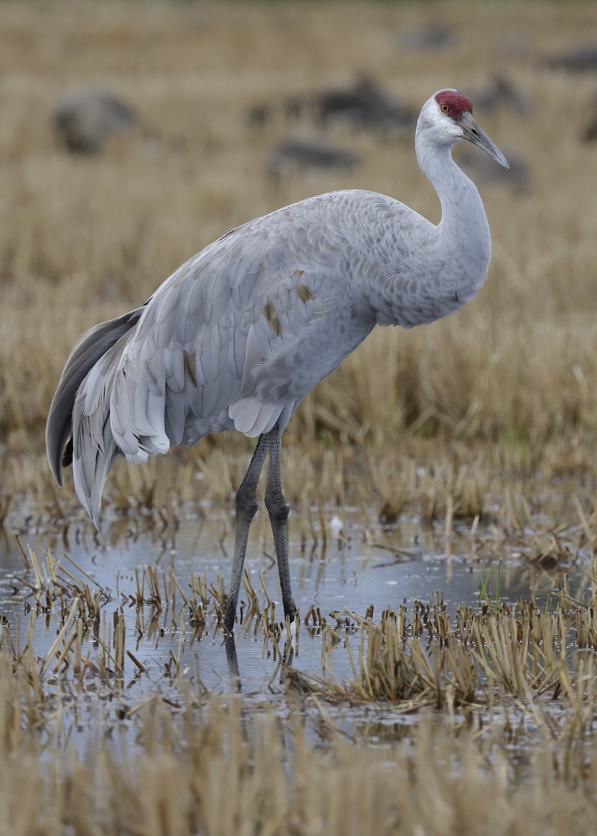 Sandhill Crane - ML645404372