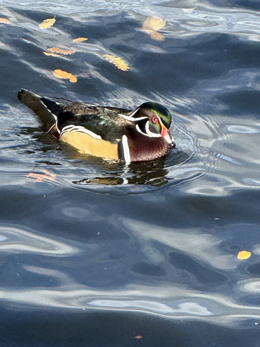 kachnička karolínská - ML645404375