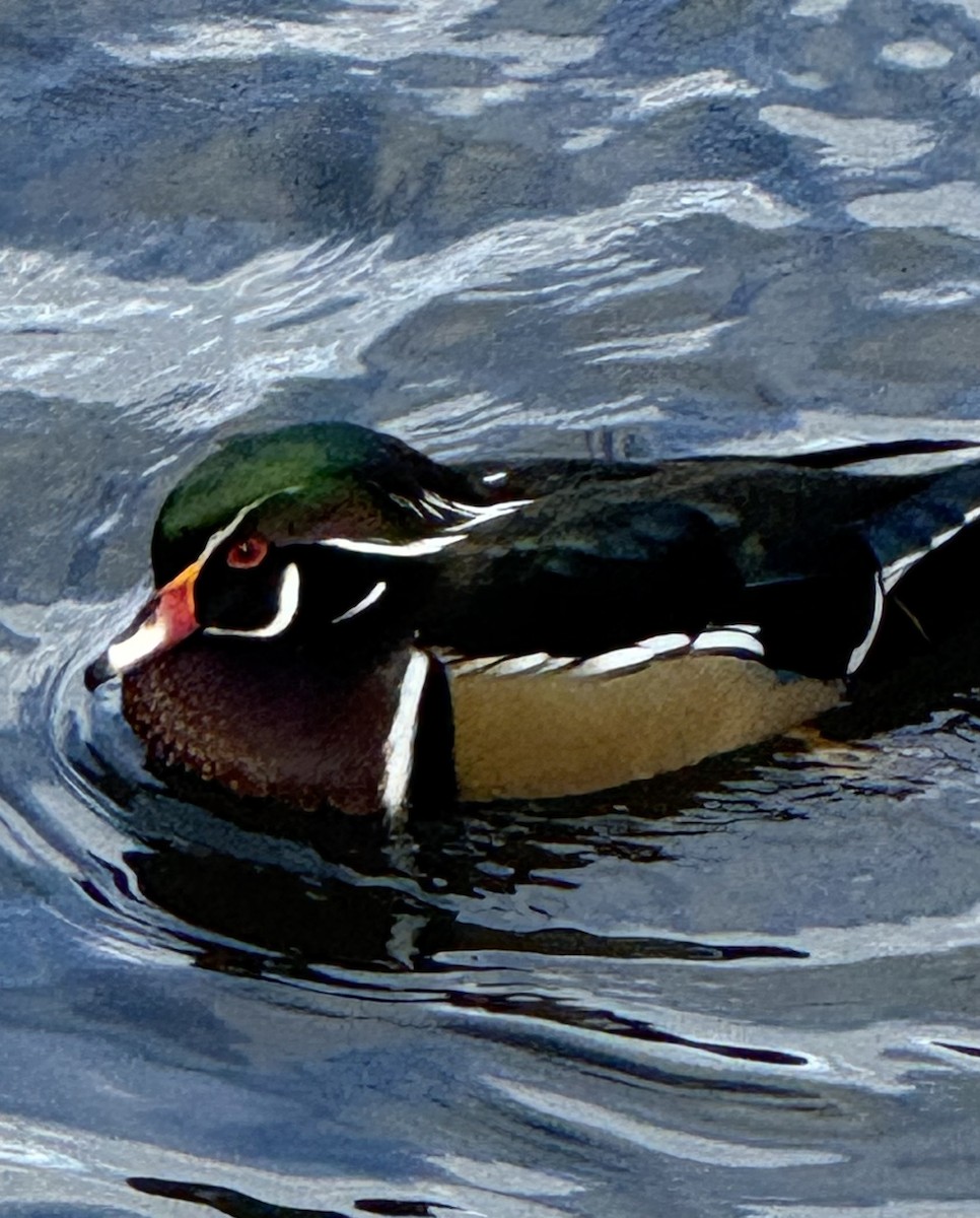 kachnička karolínská - ML645404376