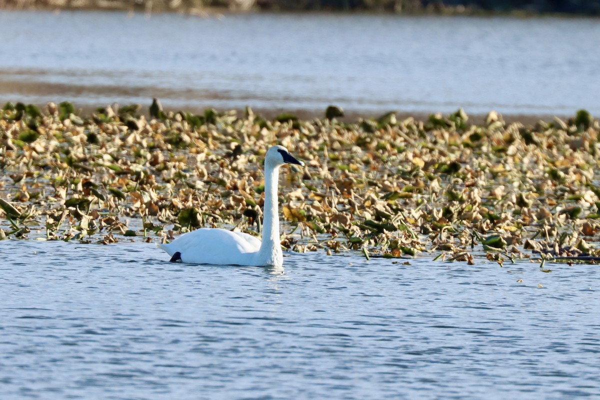 Лебідь-трубач - ML645404380
