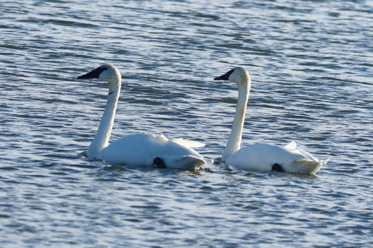 Лебідь-трубач - ML645404381