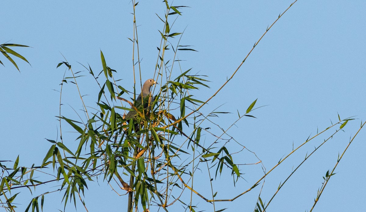 Бронзовый плодовый голубь - ML645404383