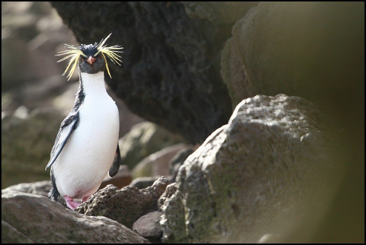 Moseley's Rockhopper Penguin - ML645404384