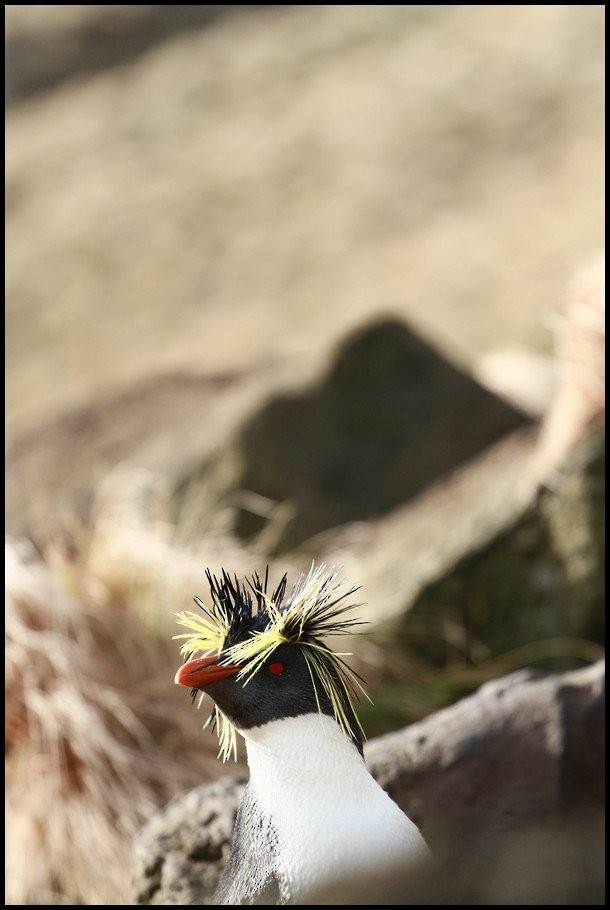 Moseley's Rockhopper Penguin - ML645404386