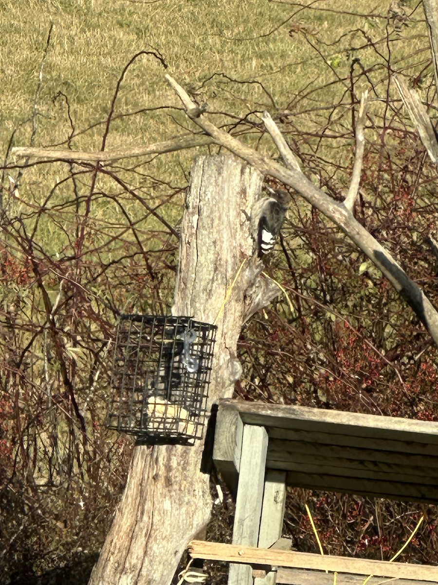Red-headed Woodpecker - ML645404414