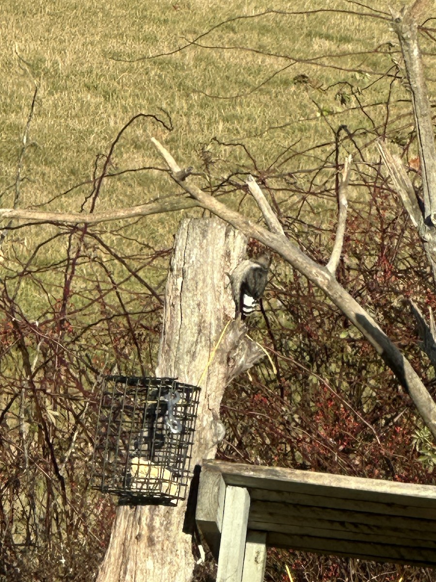 Red-headed Woodpecker - ML645404415