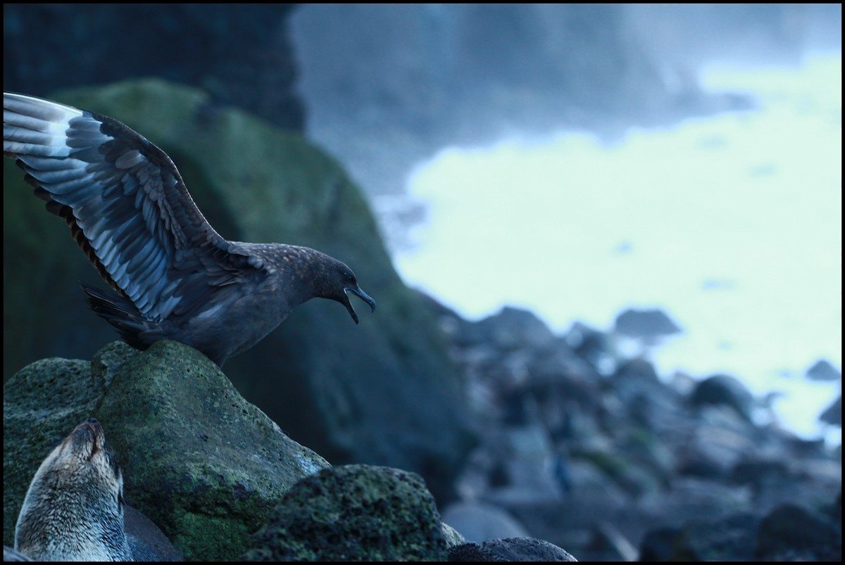 Brown Skua (Subantarctic) - ML645404429