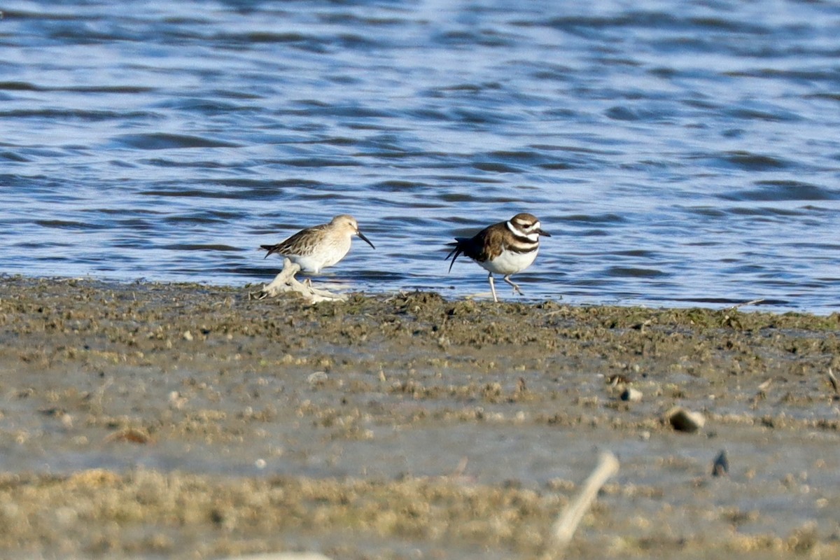 Побережник чорногрудий - ML645404430