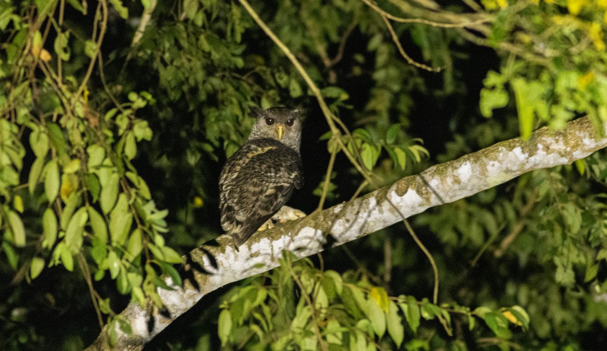 Spot-bellied Eagle-Owl - ML645404431