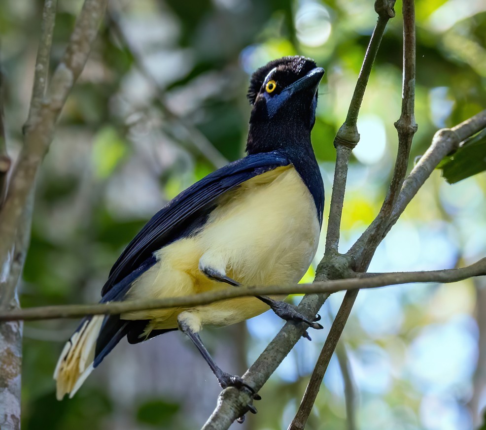 Plush-crested Jay - ML645404432