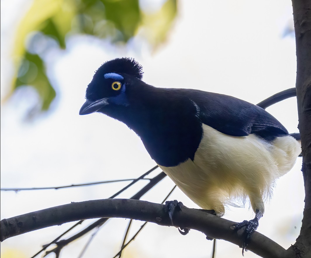 Plush-crested Jay - ML645404434