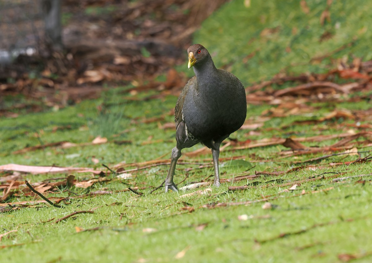 Tasmanian Nativehen - ML645404442