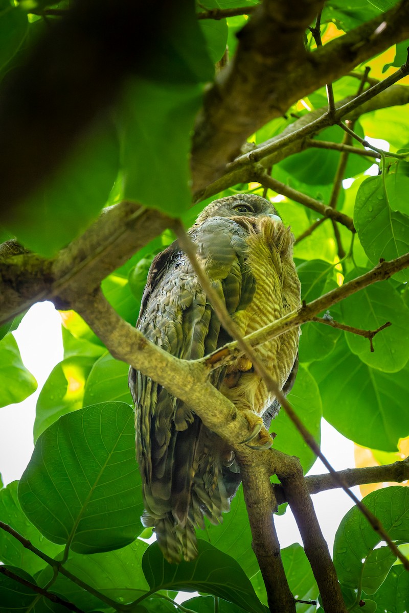 Nínox Rojizo - ML645404443