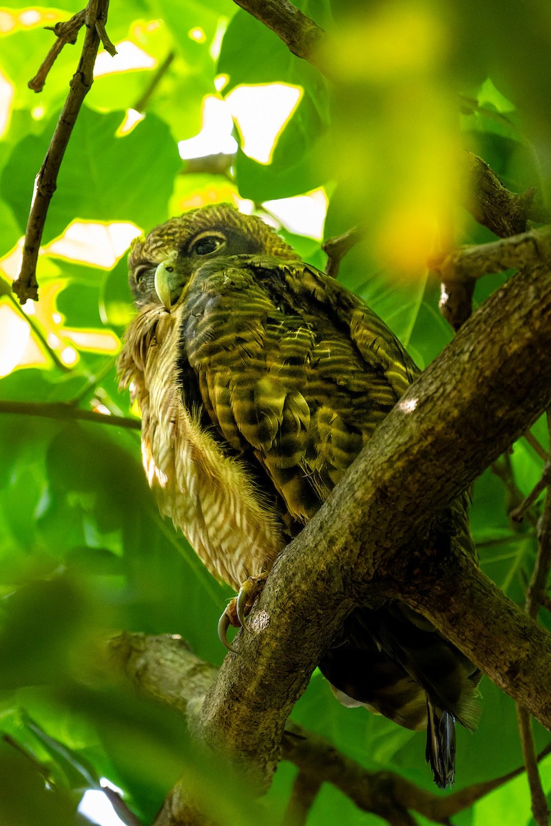 Nínox Rojizo - ML645404445