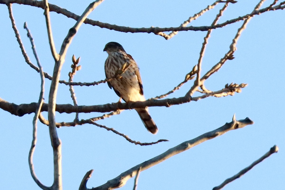 Яструб чорноголовий - ML645404446