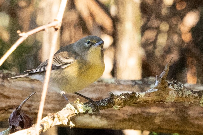 Pine Warbler - ML645404447