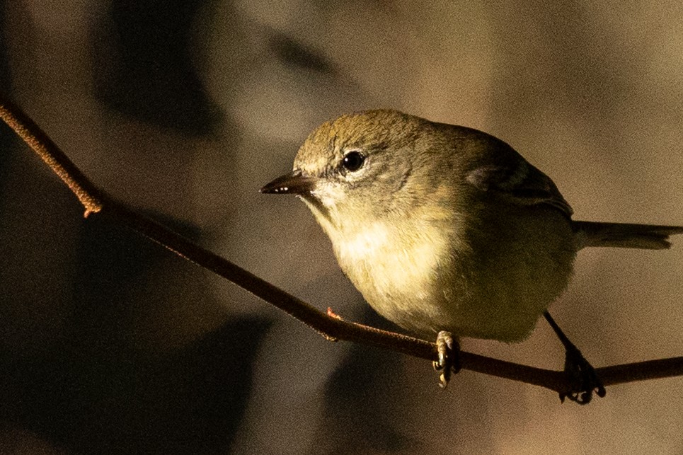 Pine Warbler - ML645404448