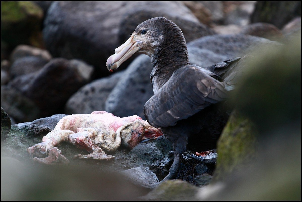 Southern Giant-Petrel - ML645404457