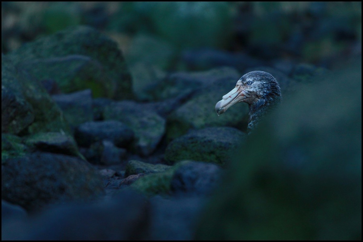 Southern Giant-Petrel - ML645404458