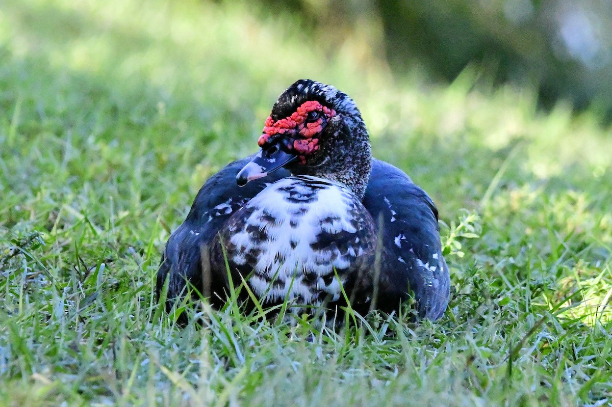 Muscovy Duck (Domestic type) - ML645404468
