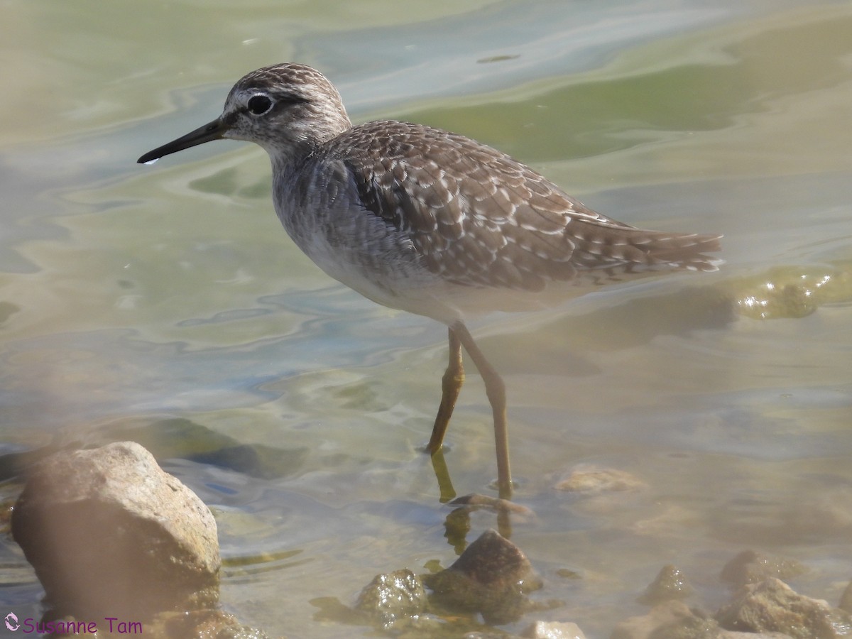 タカブシギ - ML645404472