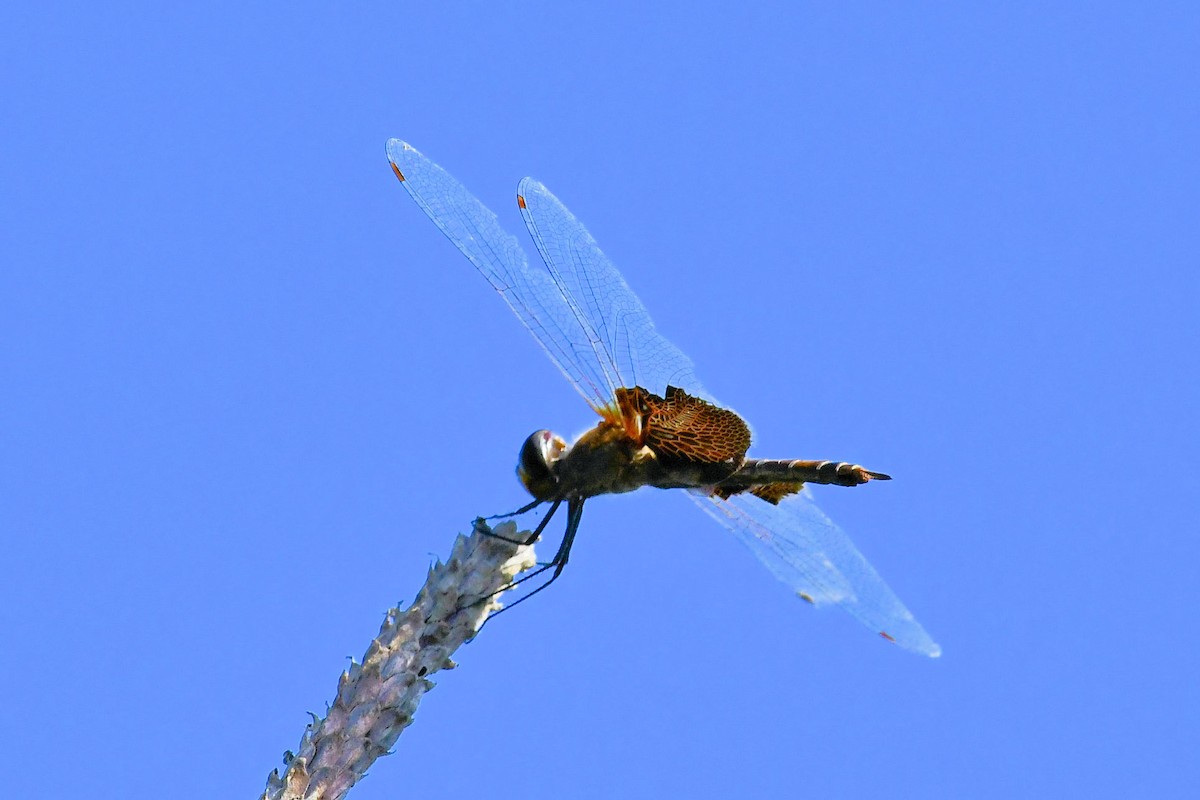 Carolina Saddlebags - ML645404476