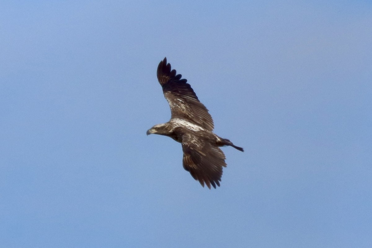 Орлан білоголовий - ML645404477