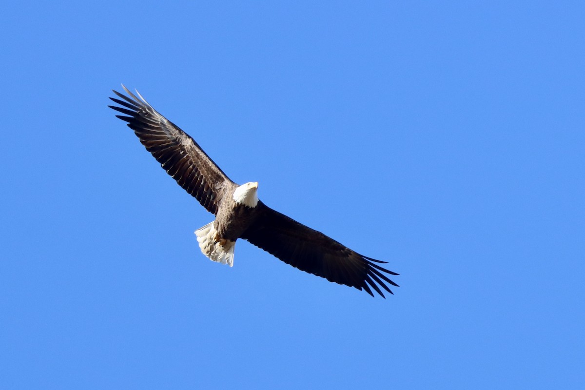 Орлан білоголовий - ML645404478