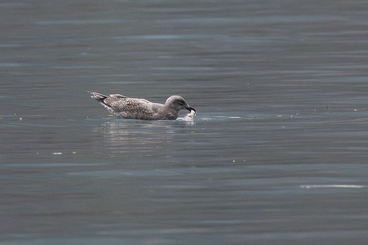 Glaucous-winged Gull - ML645404486