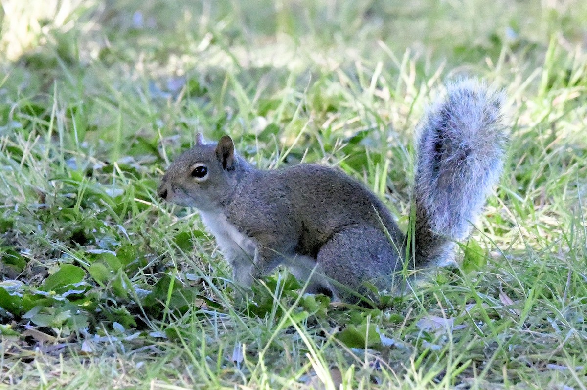 Eastern Gray Squirrel - ML645404488