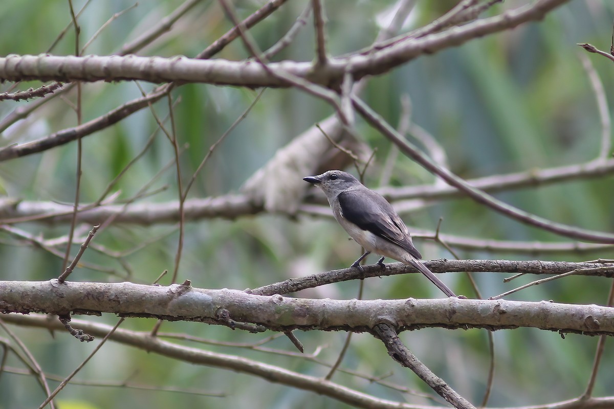 小灰山椒鳥 - ML645404489