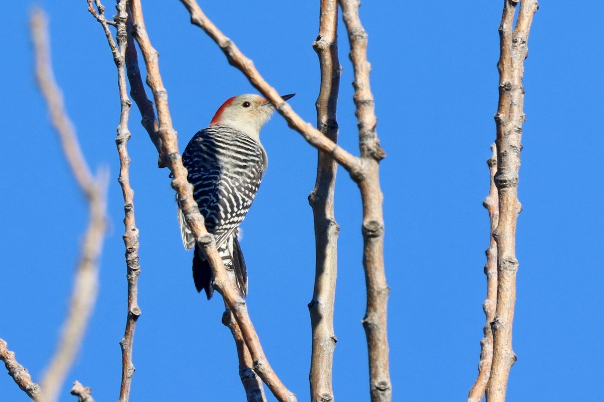 Гіла каролінська - ML645404500