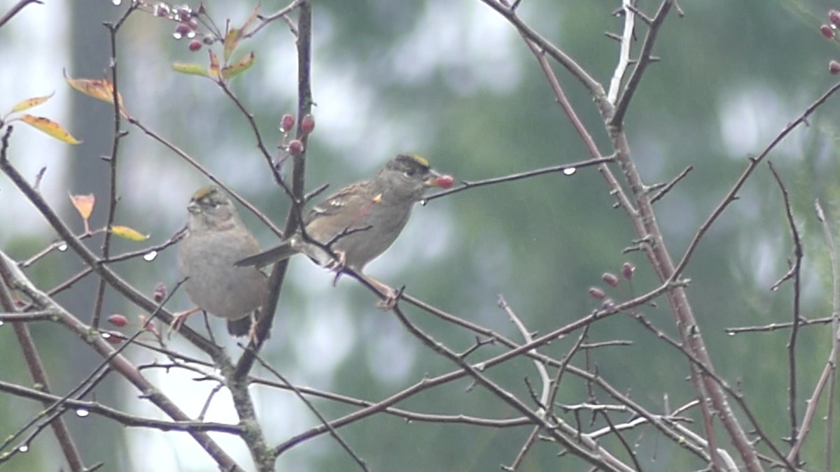 Чернобровая овсянка - ML645404501