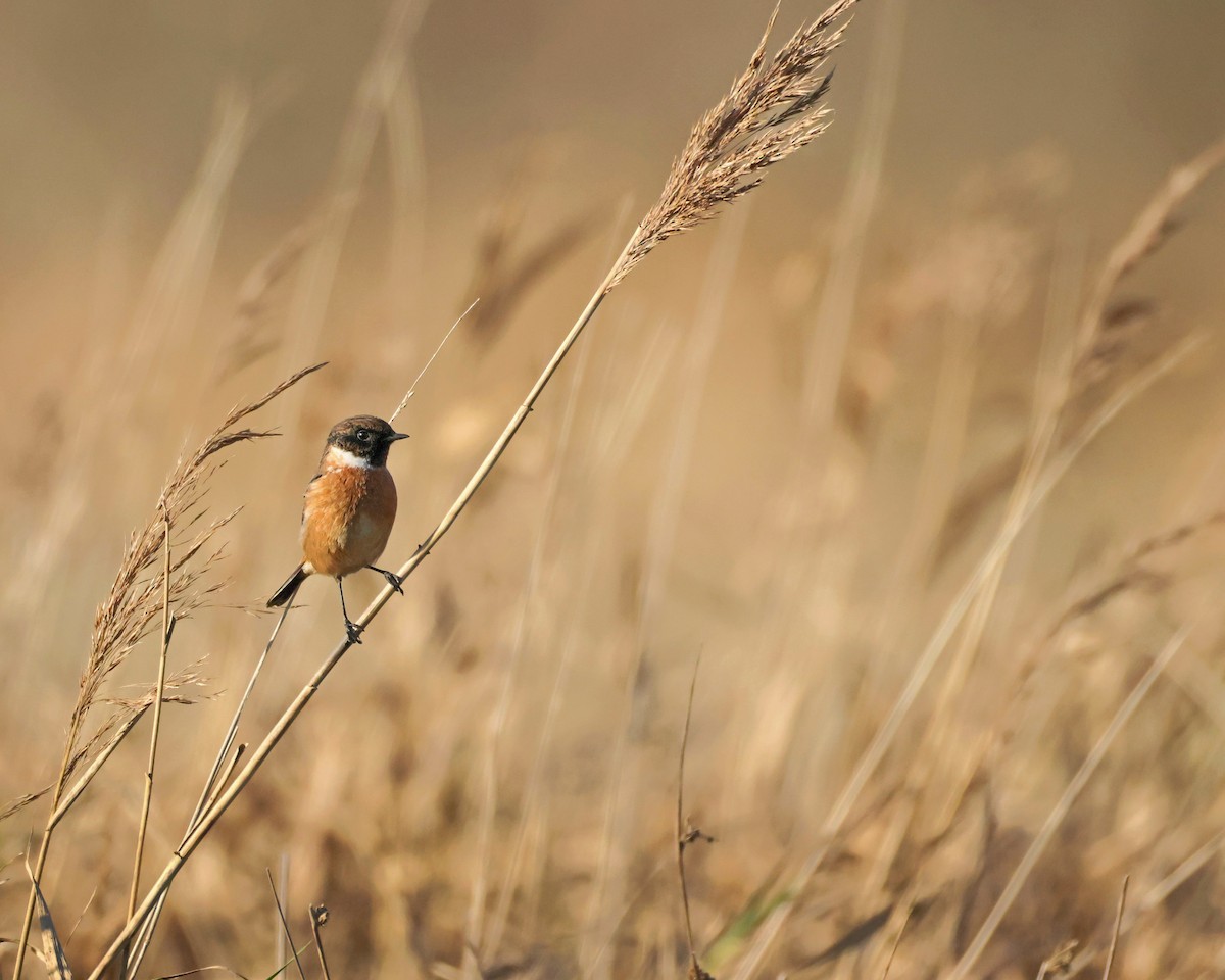 European Stonechat - ML645404502