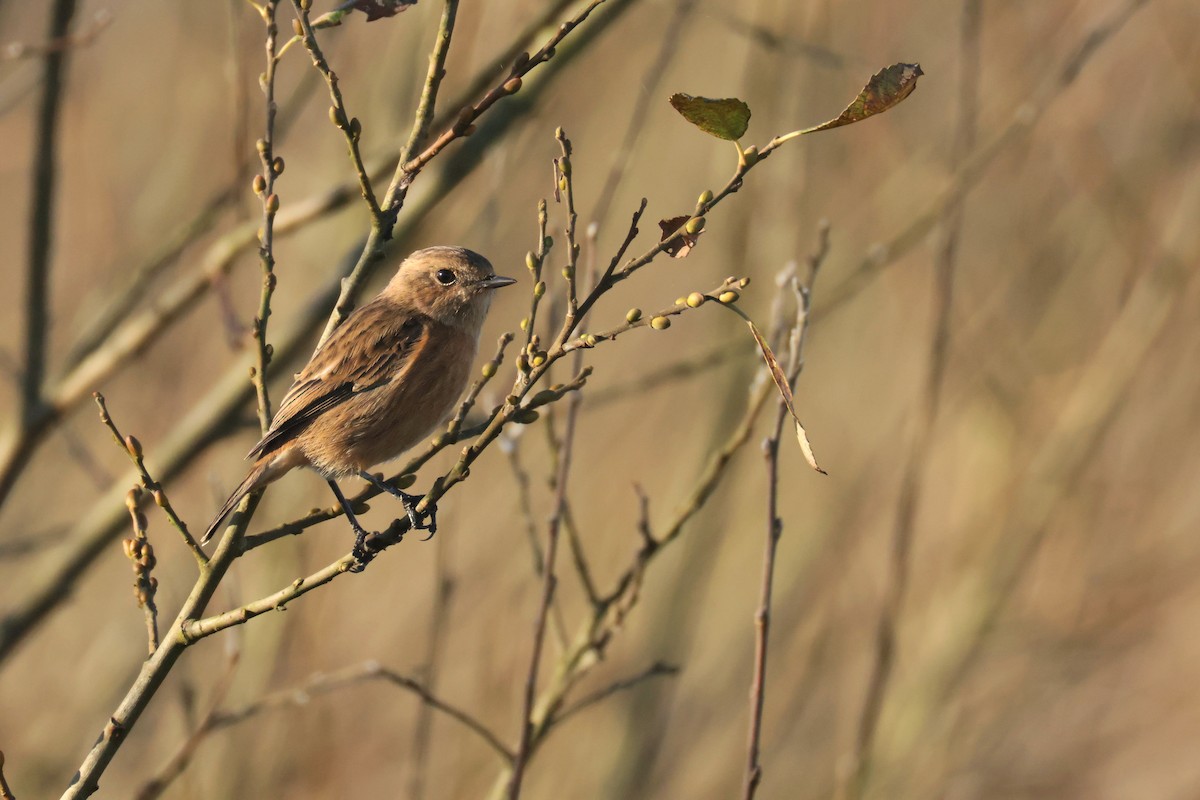 European Stonechat - ML645404503