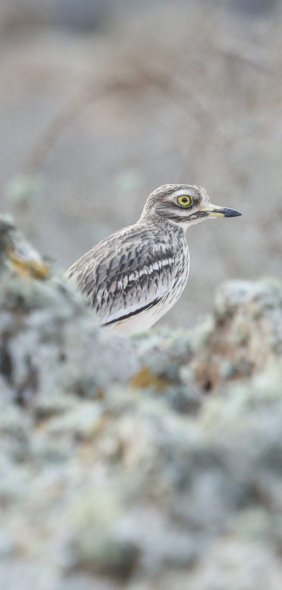 dytík úhorní - ML645404506