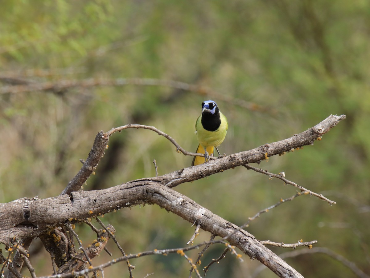 Geai vert - ML645404507