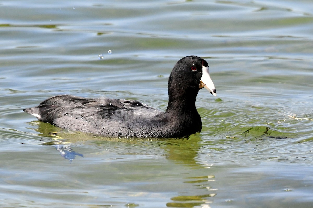 American Coot - ML645404508