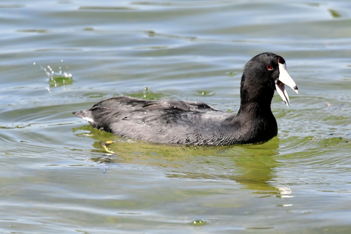 American Coot - ML645404509