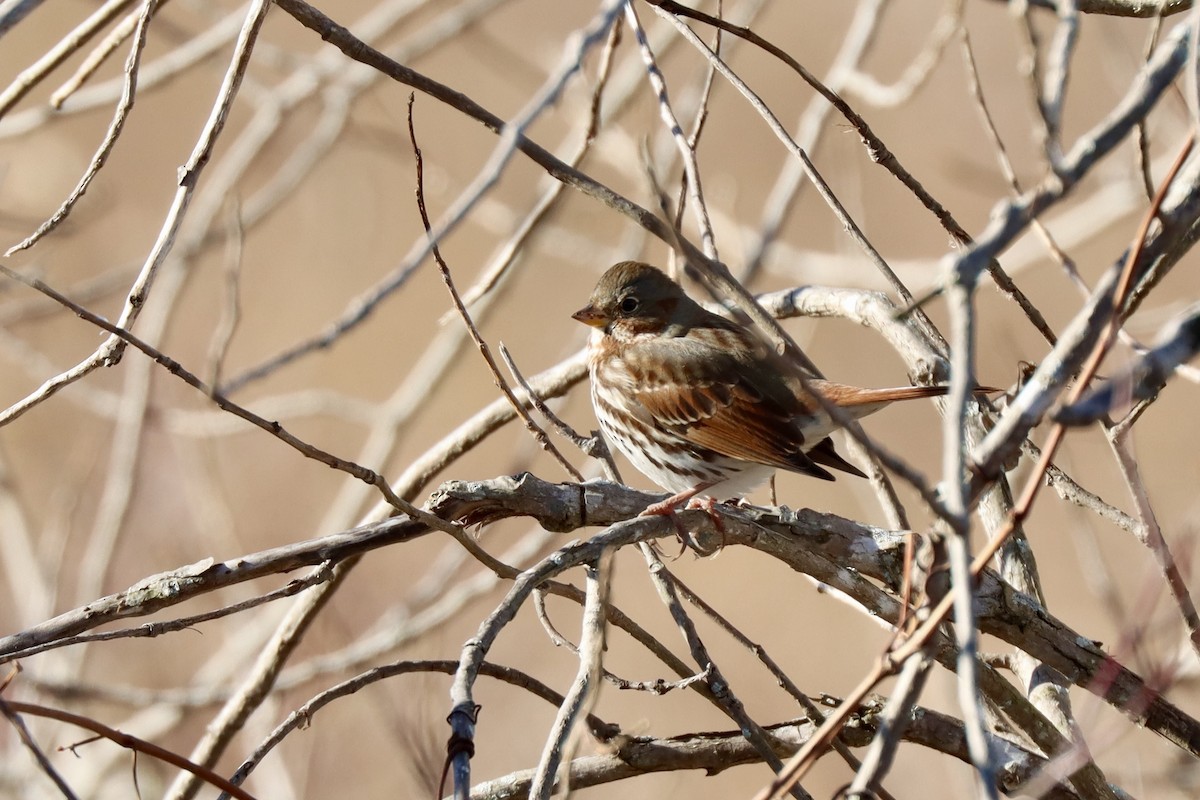 Пасовник рябогрудий - ML645404511