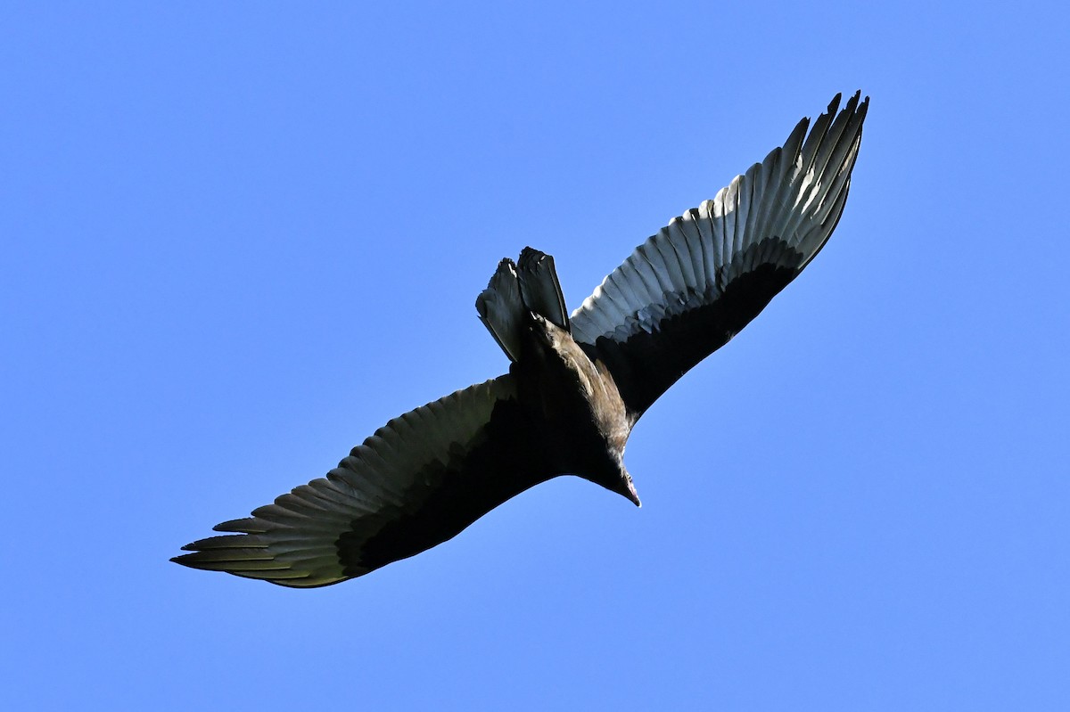 Turkey Vulture - ML645404517