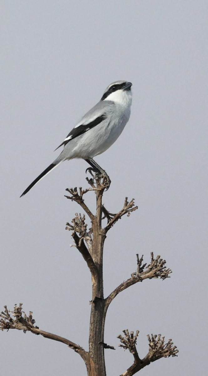 ťuhýk šedý - ML645404518