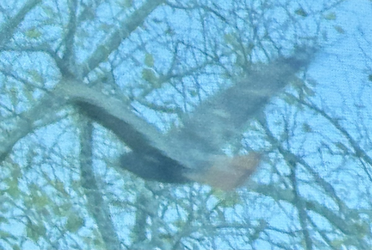 Red-tailed Hawk (calurus/abieticola) - ML645404520