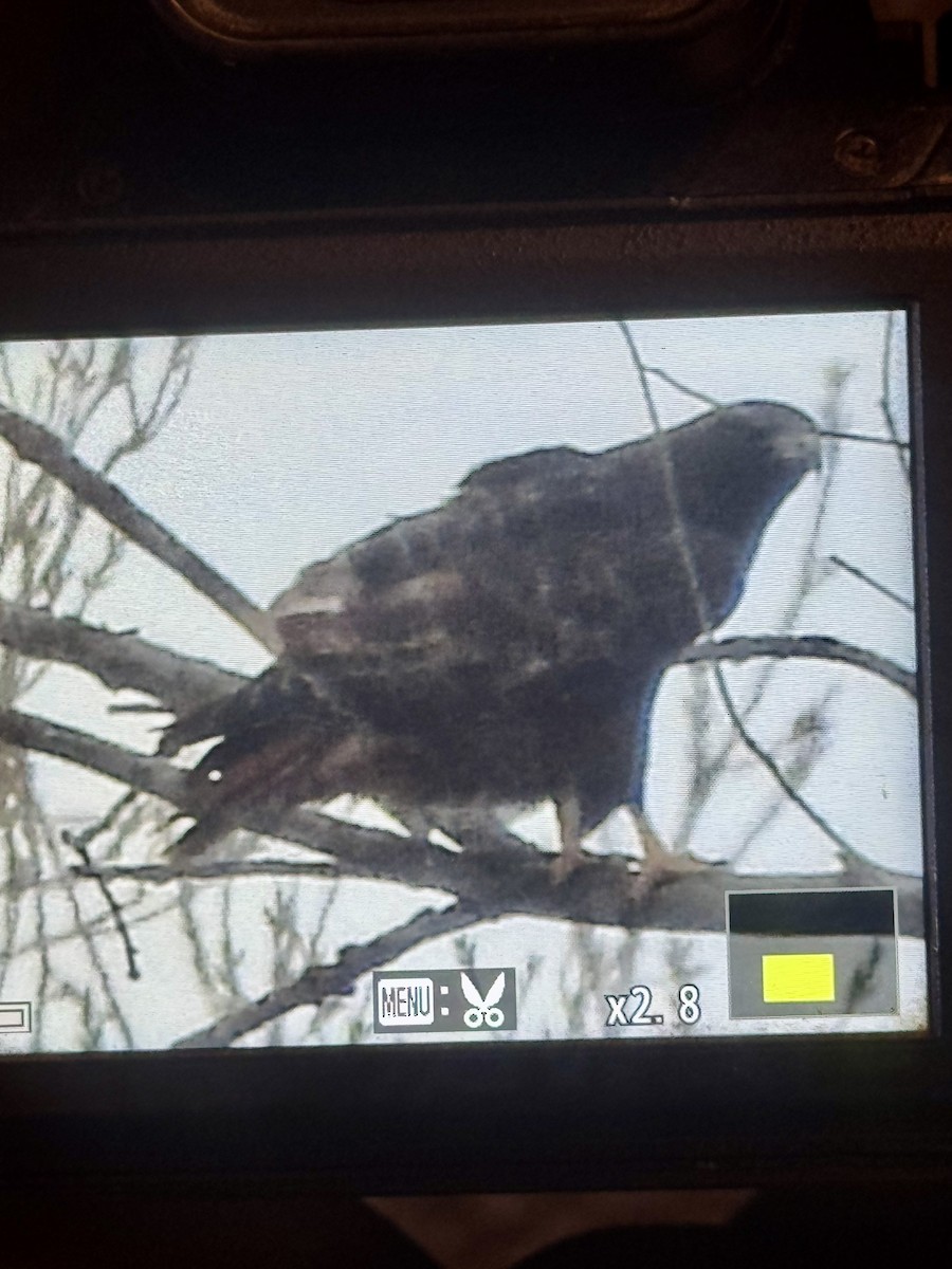 Red-tailed Hawk (calurus/abieticola) - ML645404521